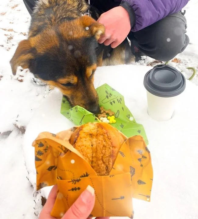 Kot w worku Kot w worku