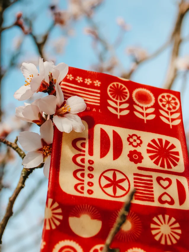 Woskowijka M -Kwitnące