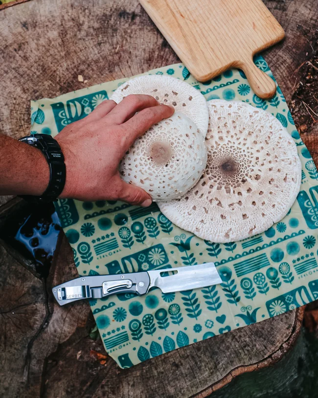 Woskowijka L - Kwitnące